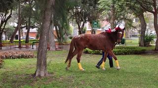 Caballo del Ejército escapó del Pentagonito de San Borja cuando ensayaban para desfile por Fiestas Patrias