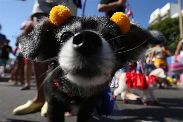 Perros celebran carnaval en Río y ladran contra su abandono [FOTOS]