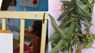 Hospital del Niño alerta sobre consumo del fruto de planta conocida como ‘hierba santa’ y que tiene efectos tóxicos