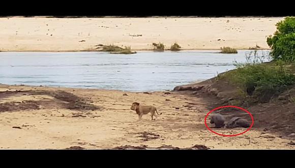 Youtube: Bebé hipopótamo hace esto para proteger a su mamá de león hambriento