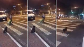 Comparan a señora que cruza imprudentemente con un perrito que espera el cambio del semáforo (VIDEO)