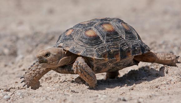 La tortuga del desierto de Sonora es un bello animal que merece cuidado de los humanos para evitar su extinción.