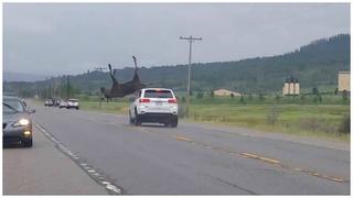 ​YouTube: Chofer embiste a alce y este sale volando en la carretera [VIDEO]