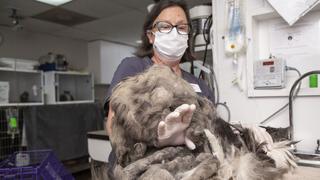 Llega con tanto pelo y solo al cortárselo descubren qué animal era