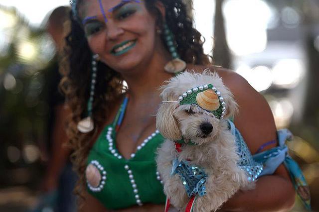 Perros celebran carnaval en Río y ladran contra su abandono [FOTOS]