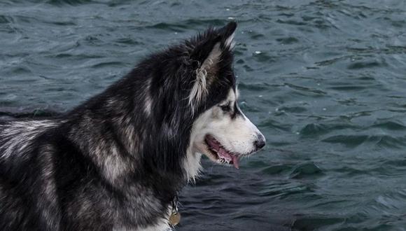 Los perros siberianos son las mascotas favoritas de millones de personas en el mundo. (Foto referencial - Pexels)