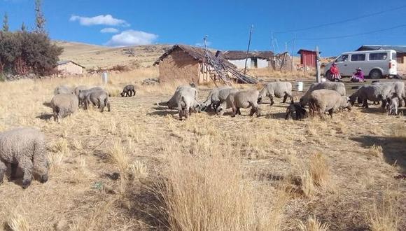 Continúa el misterio del extraño ataque a ovejas en Chincheros