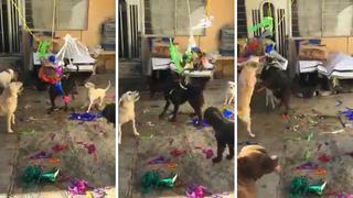Vídeo de perros rompiendo una piñata se hace viral en redes sociales (VIDEO)