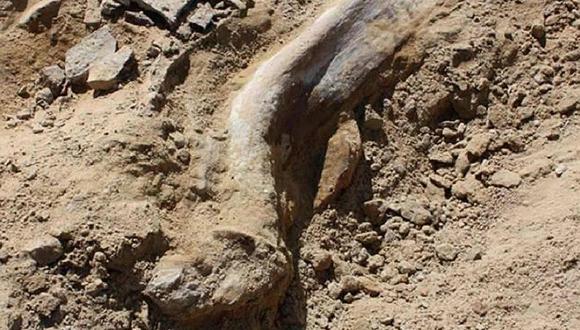 ​Encuentran el pie de dinosaurio más grande y es de un animal de largo cuello