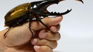 Escarabajo “hércules” es el animal más fuerte del mundo y es de Latinoamérica
