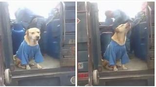 Perrito que "vende" gas enternece las redes (VIDEO)