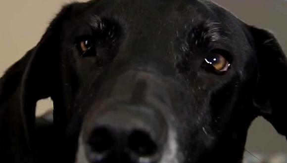 YouTube: Novio la golpea y su perro la defiende recibiendo el ataque [VIDEO]