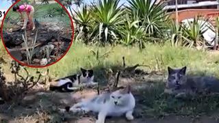 Chiclayo: desconocidos echaron gasolina y quemaron a 15 gatos en parque durante Año Nuevo | VIDEO 