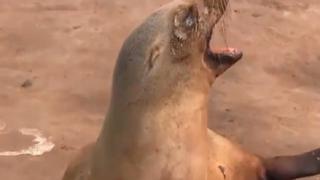 Facebook: El desgarrador llanto de una leona marina tras muerte de su cría [VIDEO]