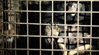 Vietnam: rescatan a dos osos que estuvieron 17 años encerrados en un sótano