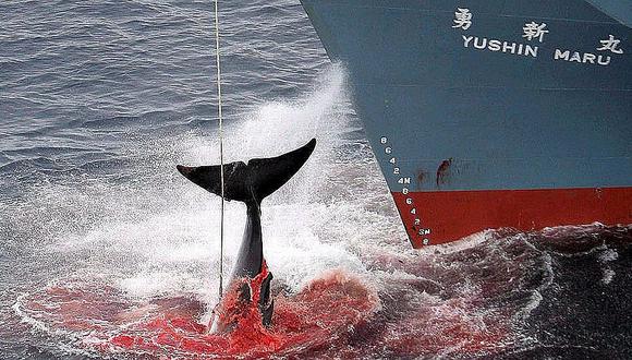 ​Japón asesina 177 ballenas en el Pacífico con "fines científicos"