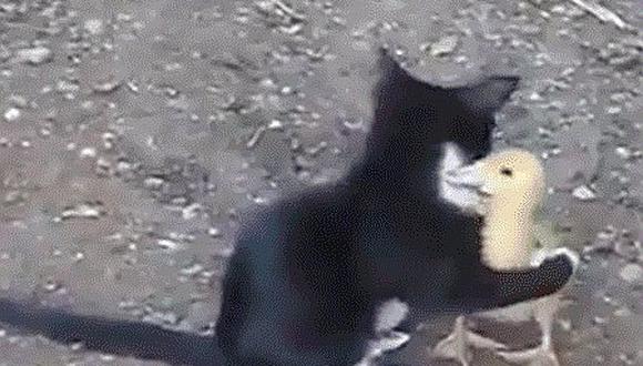 ​Gato abraza a pato para jugar juntos como grandes amigos (VIDEO)