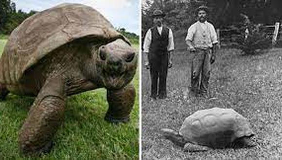 La tortuga Jonathan, el animal terrestre más viejo del mundo, recibe amor desde hace muchos años.