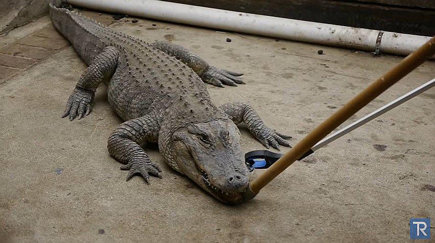 YouTube: cocodrilo mordió iPhone y esto es lo que pasó