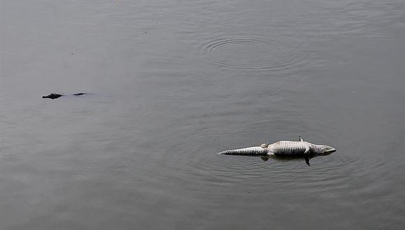 Piden socorro por caimanes vecinos al Parque Olímpico de Río 
