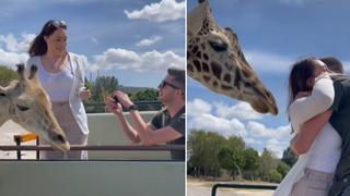 Le propusieron matrimonio en un safari y una jirafa hizo lo inesperado