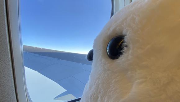 La pasajera jamás pensó que el asistente de vuelo le haría una propuesta particular para que su herrerillo de peluche viaje cómodo. (Foto: Kido Sakura/Twitter)