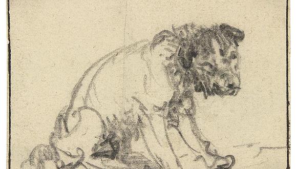 Rembrandt: museo descubre perro sentado dibujado por gran pintor holandés 