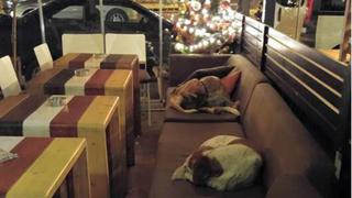Un café abre por las noches para que duerman los perros callejeros