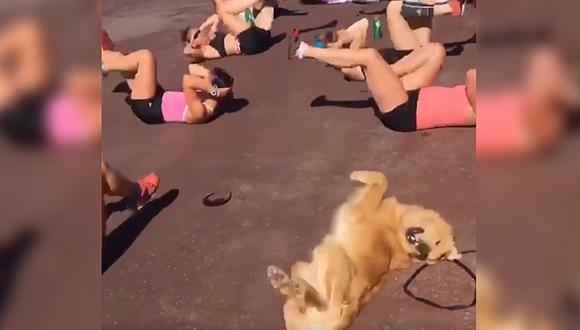 Perro causa sensación en las redes sociales por realizar ejercicios [VIDEO]
