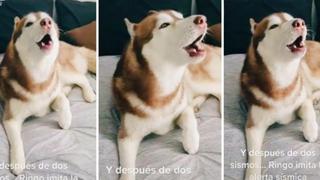 Perro imita a la perfección audio de la alerta sísmica y se convierte en viral | VIDEO