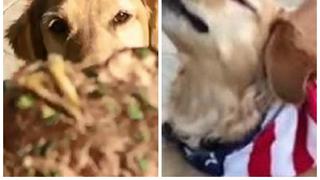 ​YouTube: Así sufre un perro al no poder atrapar comida que le lanzan [VIDEO]