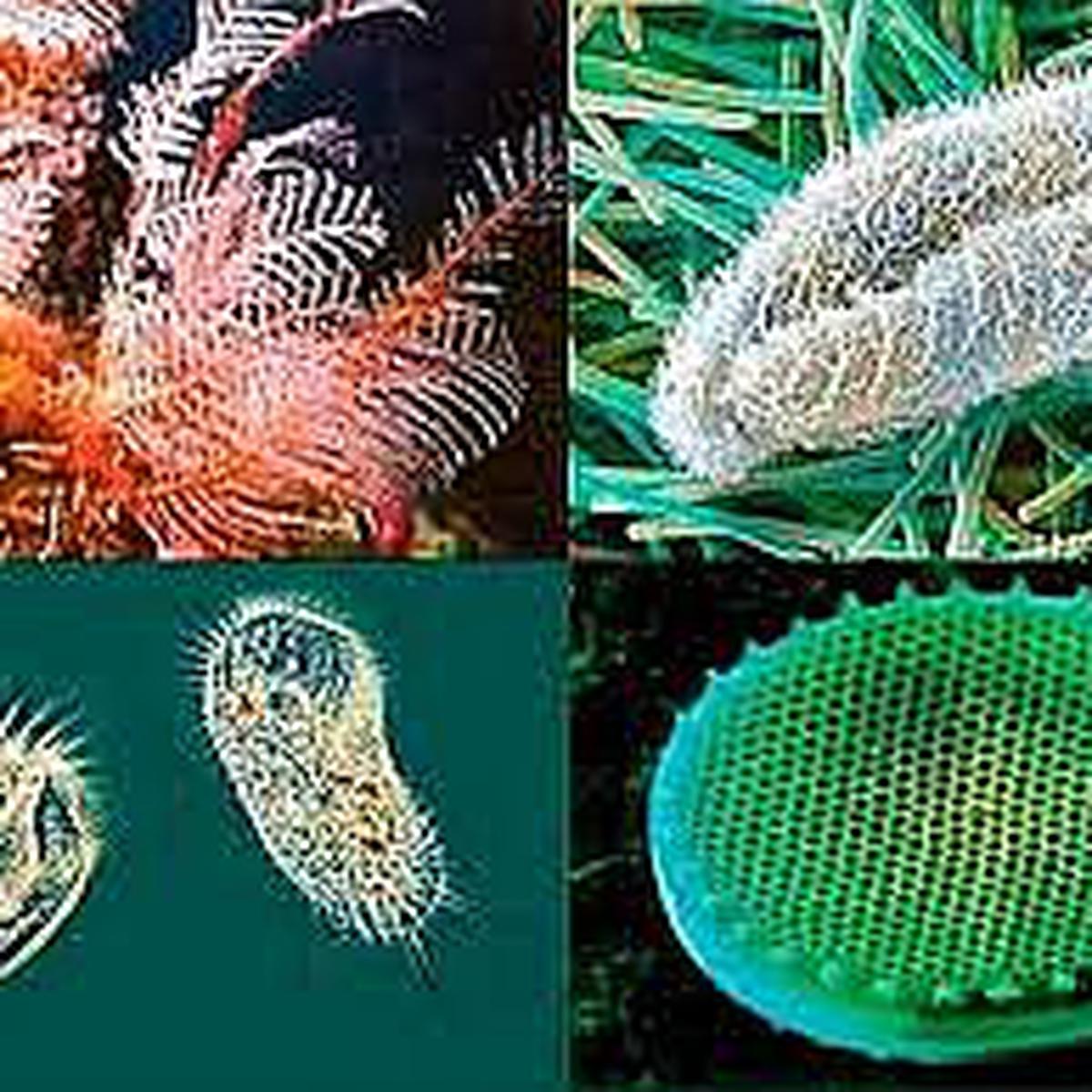 Moneras protoctistas hongos plantas y animales (99) foto