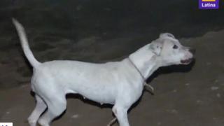 Perro ataca a seis personas y deja grave lesiones en niños en Ventanilla: “Desaparezcan a ese animal”
