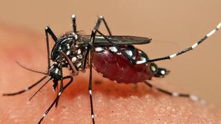 ¡Atención!: Sepa como prevenir el dengue en el hogar conociendo estos cinco mitos 
