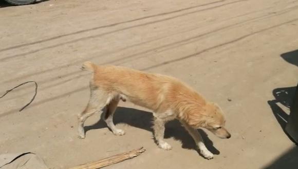 Denuncian a vecina en Lambayeque por cortar genitales de un perro callejero | VIDEO
