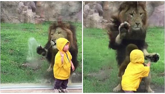 YouTube: León quiso atacar a niño pero esto lo retuvo [VIDEO]