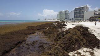 Una masa de 8 kilómetros de algas marinas se acerca a las costas de México y Estados Unidos