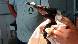 Derrame de petróleo: Sernanp registró 953 aves cubiertas de petróleo en áreas protegidas