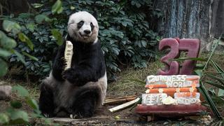 Muere 'Jia Jia', la panda más vieja del mundo 