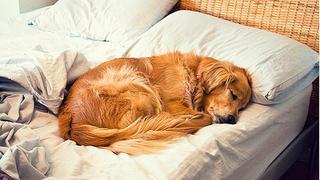 ¿Los perros deben dormir con sus dueños?