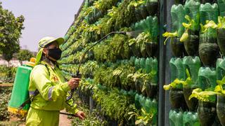 Surco: Crean biohuerto vertical con más de 3 mil macetas hechas con botellas de plástico