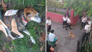 Valeroso perrito que fue agredido por delincuentes tiene cáncer (FOTOS)