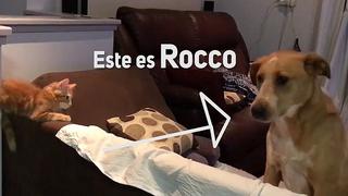 Perrito logra ser amigo de una gatita moviendo la cola (VIDEO)