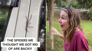 El impactante momento en que una araña cazadora se mete dentro de un vehículo