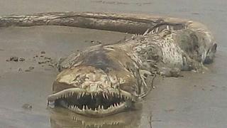 ​Mujer disfrutaba de la playa y capta extraña criatura marina (FOTOS)