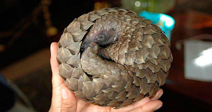 ​Decenas de pangolines son rescatados de traficantes dentro de bus