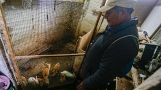 A seis meses del derrame de petróleo: pescador ahora cría y vende conejos para sobrevivir