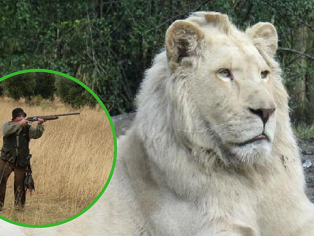 Quieren subastar a un león blanco para que cazadores lo maten y así  recaudar dinero | ACTUALIDAD | OJO