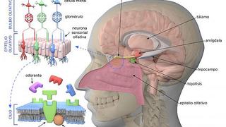 ¿Qué es el sentido del olfato y para qué sirve?