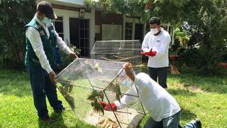Piura: Logran rescatar a 13 aves de la fauna silvestre que estaban encerradas en una pequeña jaula